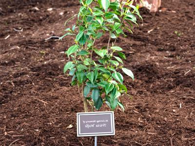 "In Loving Memory of Tricia Wolfe" A pink camellia bush and plaque outside the Schuster Building. (Photo by Noah Allard) 